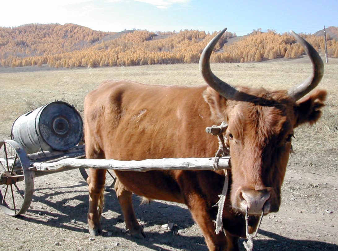 Ulaanaa (Red) ox with water cart